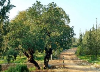 עץ מסביב לחריש. צילום: רון פרומקין
