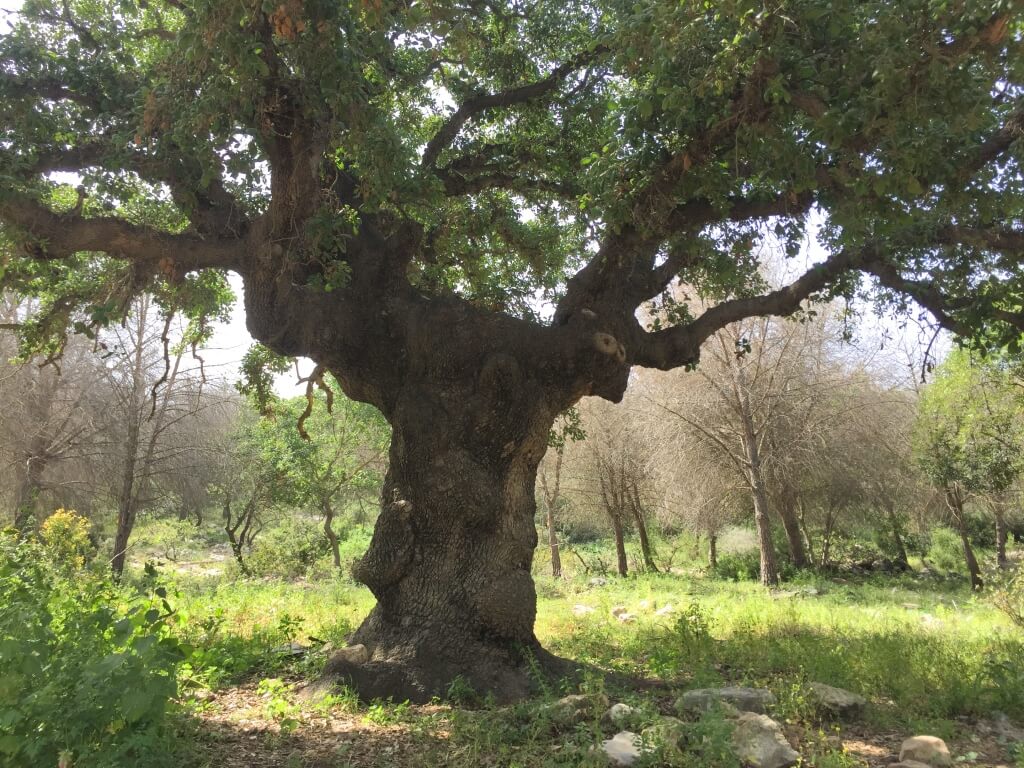 עץ אלון עתיק ביער עירון