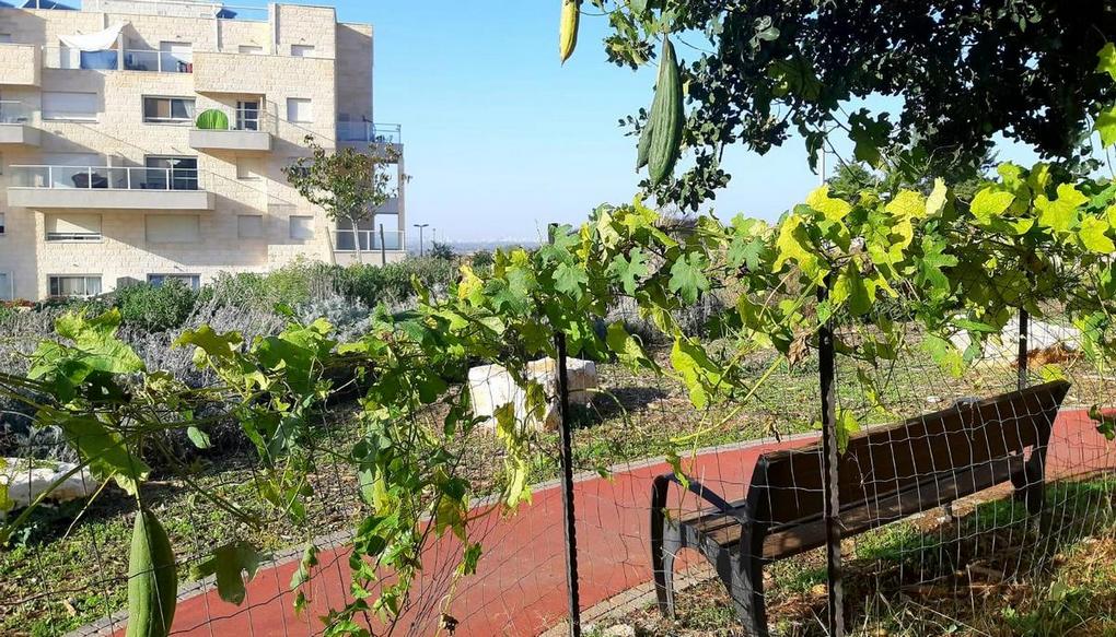 גינה קהילתית. צילום: דוברות עיריית חריש