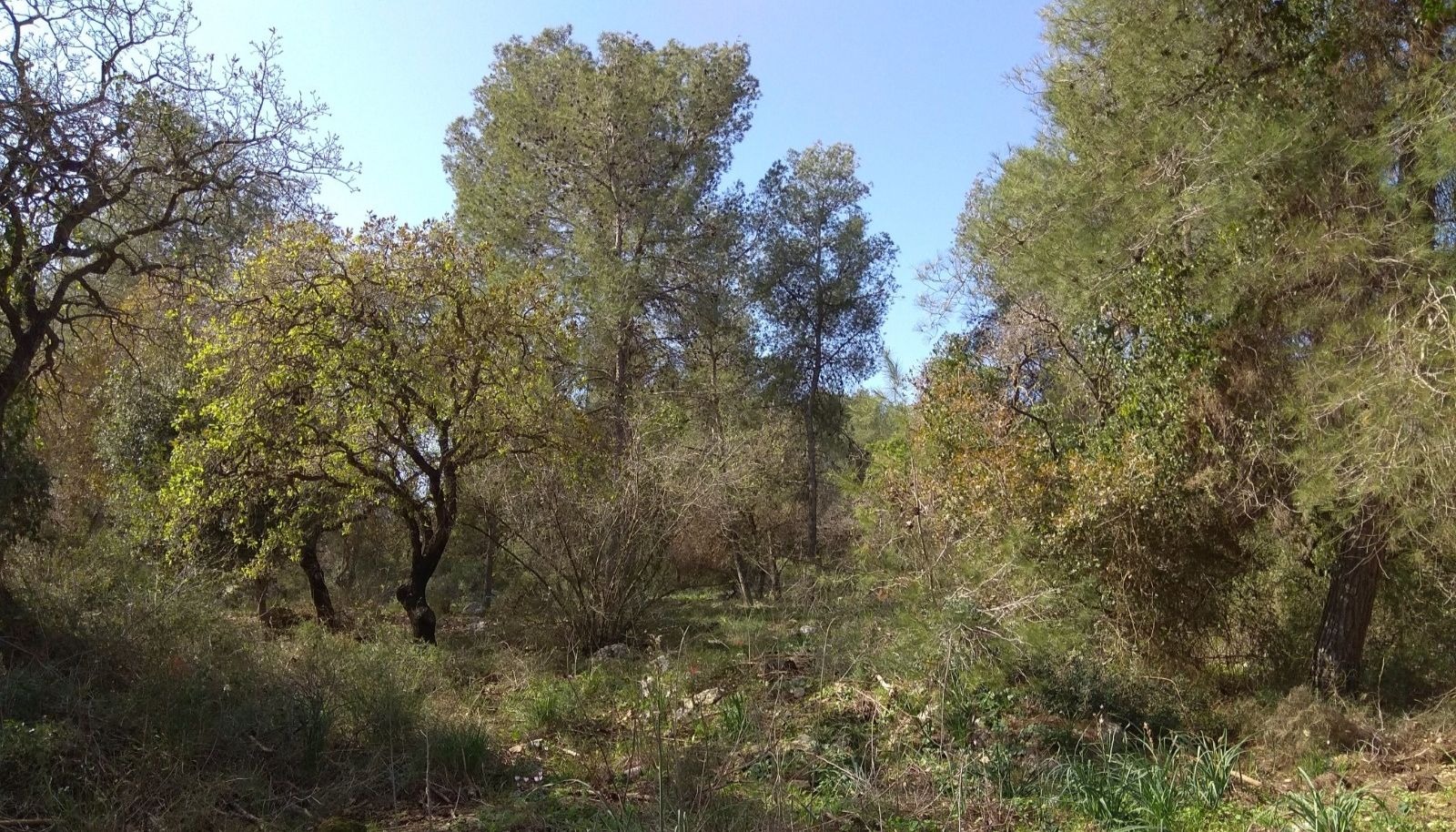 תל זאבים צילום: יאיר גרינברג