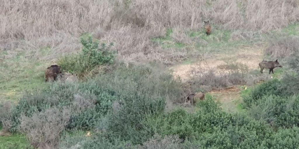 חזירי בר בחריש. צילום: טום מודן