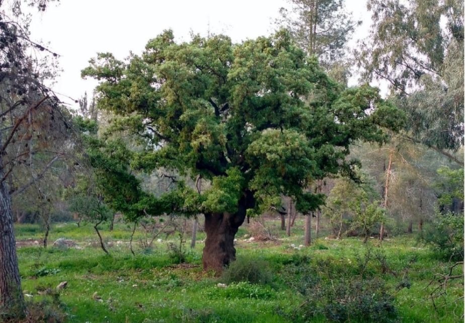עץ אלון במרחב חריש צילום: רון פרומקין