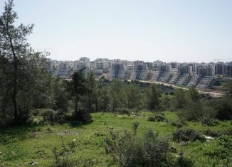 יער צפונית לחריש צילום: מאור קורן