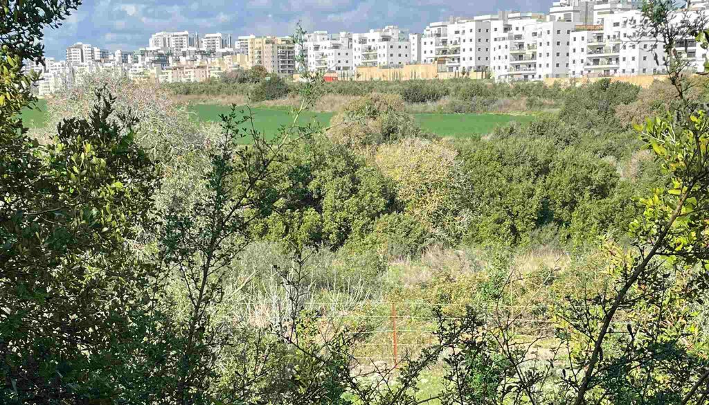 חריש דרום נחל נרבתא צילום: אדי גרי