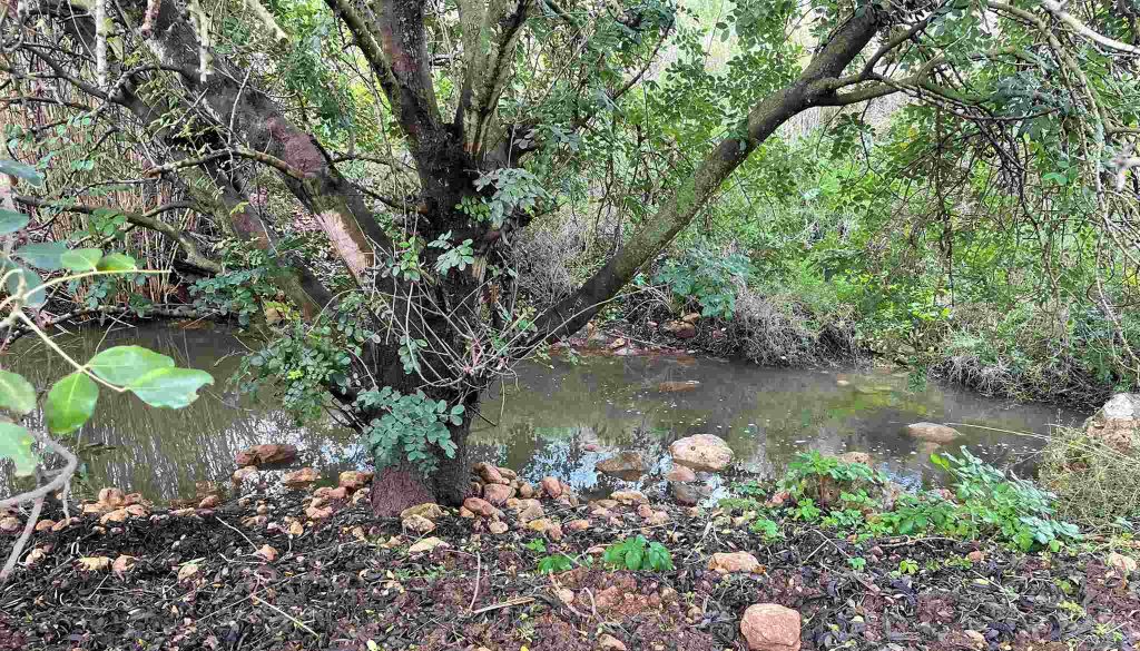 נחל נרבתא צילום: אדי גרי