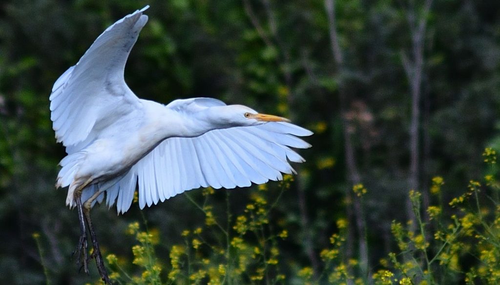 ציפורים בעלי כנף צילום: ירון רוטשילד