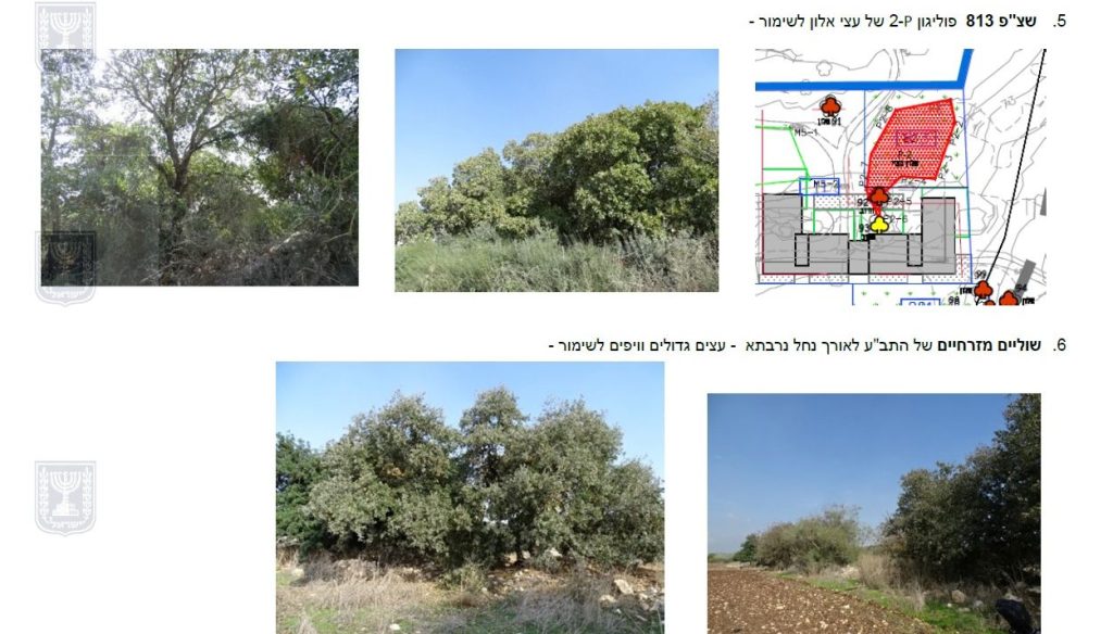 סקר עצים חריש דרום